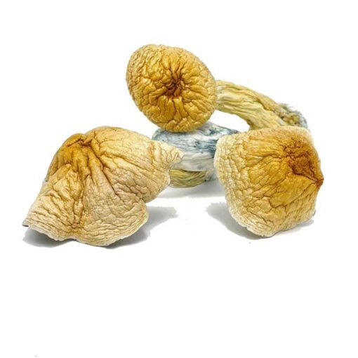 African Transkei Mushroom - Image 2