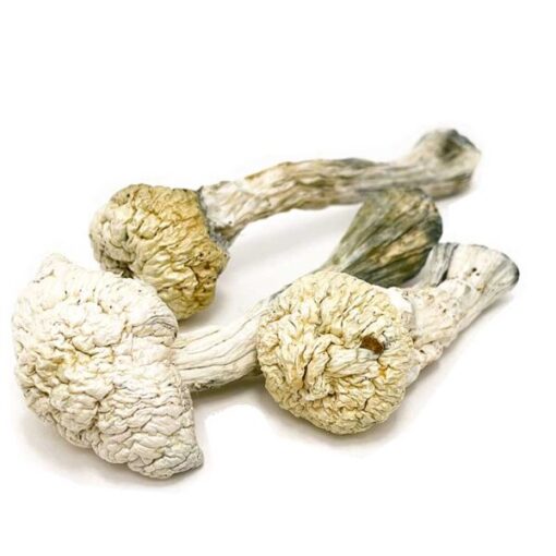 Albino Avery Mushroom - Image 2