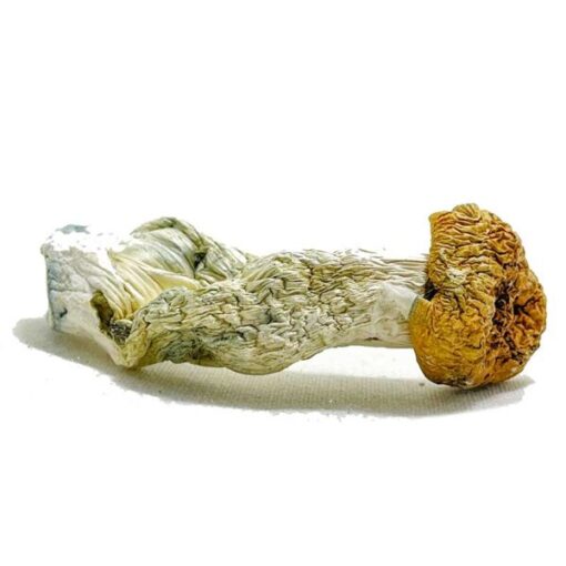 Aztec Gods Magic Mushroom - Image 3