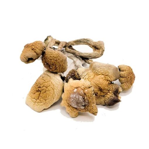 B+ Magic Mushrooms - Image 2