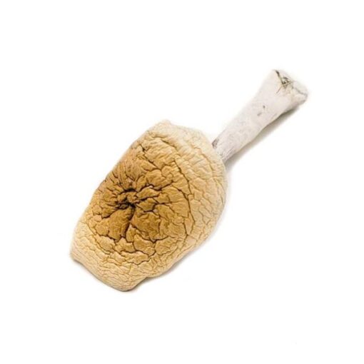 B+ Magic Mushrooms - Image 3