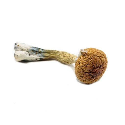 Blue Meanie Magic Mushrooms - Image 2