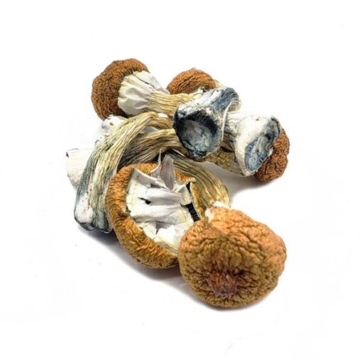 Blue Meanie Magic Mushrooms - Image 3