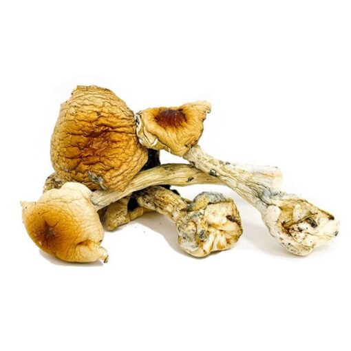 Costa Rican Magic Mushrooms - Image 2