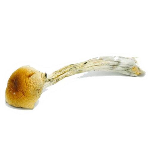Costa Rican Magic Mushrooms - Image 3