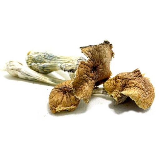 Ecuadorian Magic Mushroom - Image 2