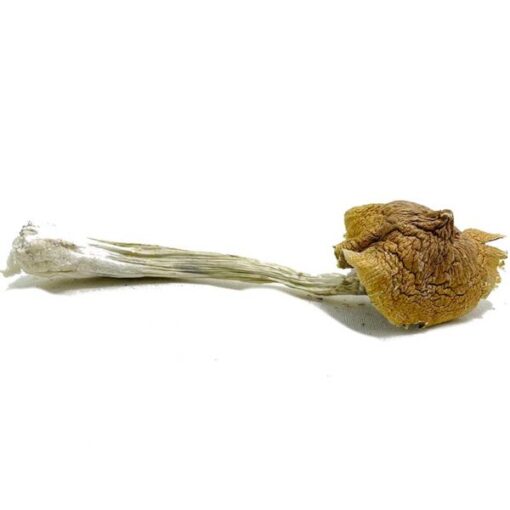 Ecuadorian Magic Mushroom - Image 3