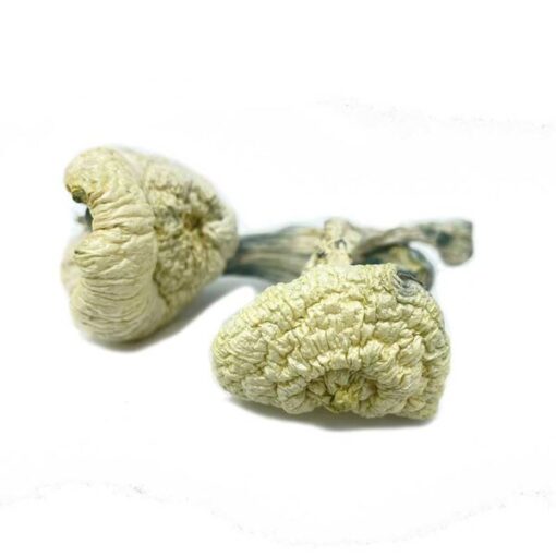 Great White Monster Mushroom - Image 2