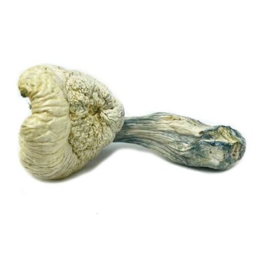 Great White Monster Mushroom - Image 3
