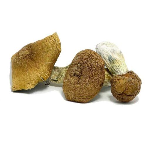 King Kong Magic Mushrooms - Image 2