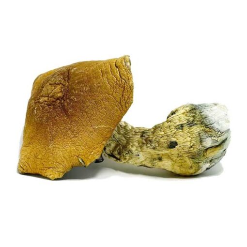 King Kong Magic Mushrooms - Image 3