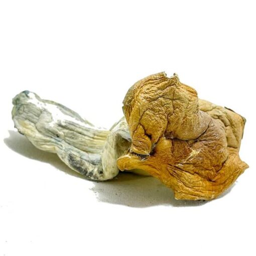 Malabar Coast Magic Mushrooms - Image 3
