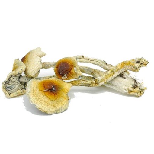 Nepal Chitwan Magic Mushrooms - Image 2