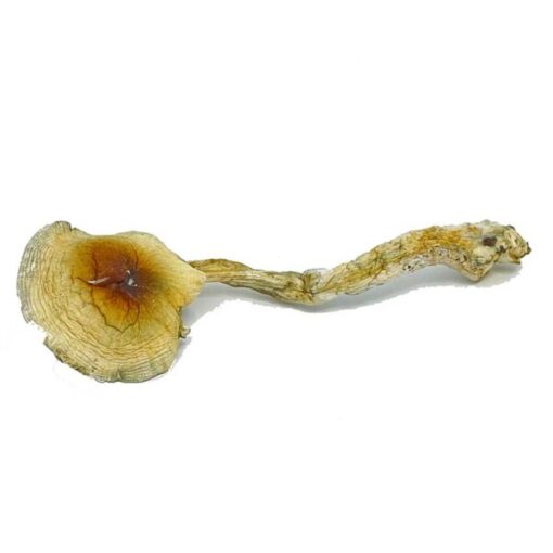 Nepal Chitwan Magic Mushrooms - Image 3