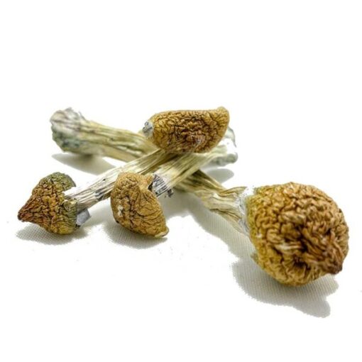 Purple Mystic Magic Mushrooms - Image 2