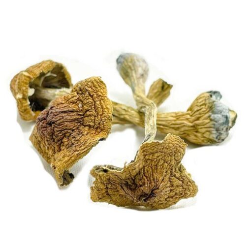 Space Coast Magic Mushrooms - Image 2