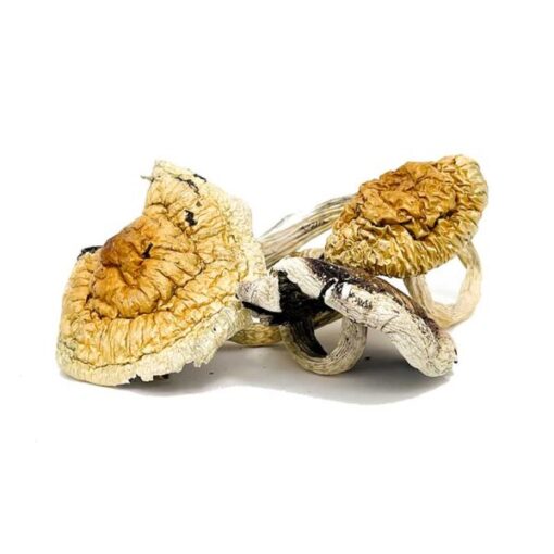 Z Strain Magic Mushrooms - Image 2
