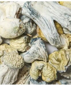 Baby Ape Raw Mushrooms