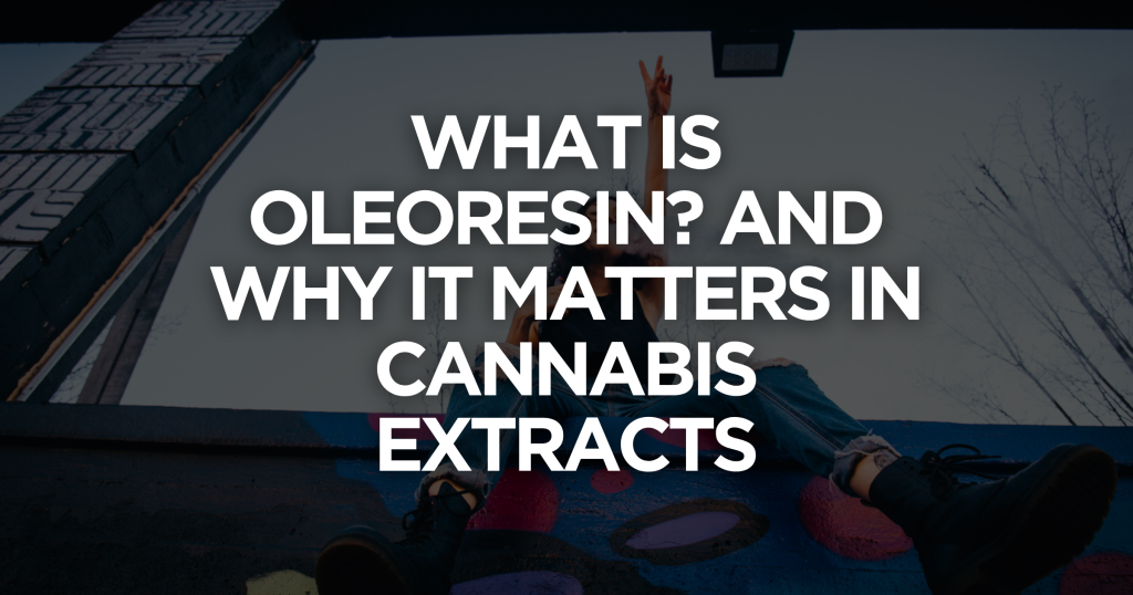 What Is Oleoresin? And Why It Matters in Cannabis Extracts